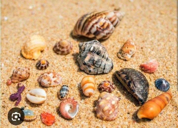 Kalimetiya Beach Cabana Hungama Eksteriør billede
